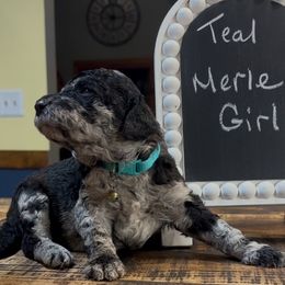 Teal - Fran - Merle female Goldendoodle puppy in Jasper, Georgia from Owen Doodles