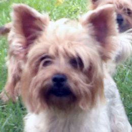 Fiona - Yorkshire Terrier