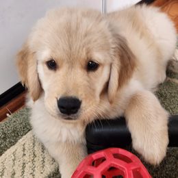 Olive - Golden female Golden Retriever puppy in Frederick, Maryland from Sugarloaf Golden Retrievers (Formerly Vixena Golden Retrievers)