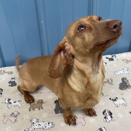 Dixie Little - Dachshund