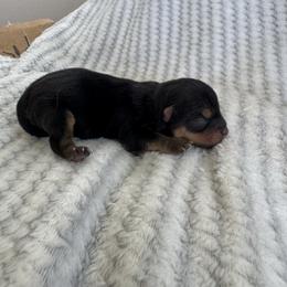 Marcus - Black and tan male Norwich Terrier puppy in Groesbeck, Texas from Ranch 4M