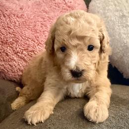 Peter - Apricot male Goldendoodle puppy in Pensacola, Florida from Goldendoodles Love You in Pensacola Friend Edition