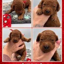 Copper - Red  male Poodle puppy in Mount Vernon, Illinois from AMC Poodles