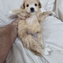 Girl 1 - Apricot female Maltipoo puppy in Washington from Mt.BakerPoodles&Doodles