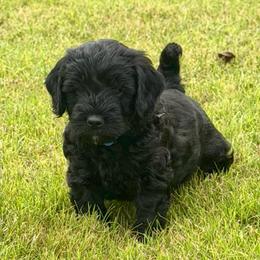 Bolt- blue boy Price 1800. - Black and white male Aussiedoodle puppy in Midlothian, Texas from Gray Doodles