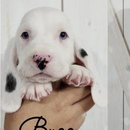 Basset Hounds from Florida Family Basset Hounds
