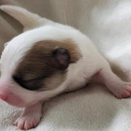 Dash - Tri-colored male Pomeranian puppy in Bellevue, Iowa from Fluffy Wonders Poms and Doodles