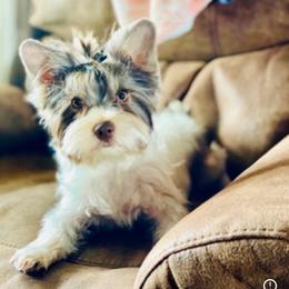 Trixie - Chocolate, tan and white female Yorkshire Terrier puppy in Yorktown, Texas from Krista's Fur Babies