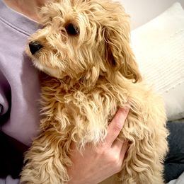 Cavapoo Puppies from PuppybuddyUSA