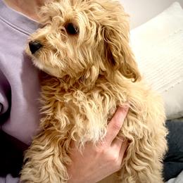 Cavapoo Puppies from PuppybuddyUSA