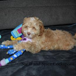 Prince Phillip (Junior) - Golden male Cockapoo puppy in Hopkins, South Carolina from Sugar and Spice Cockapoos