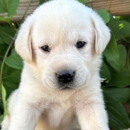 Labrador Retrievers from Hite’s Labs