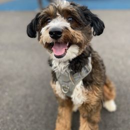 Aussiedoodle Puppies from A Dose Of Doodle