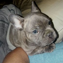 French Bulldog Puppies from Texas Express French Bulldogs