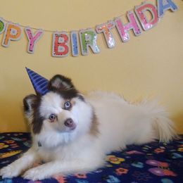 Bindi - Pomsky