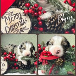 (1) Pilgram - Blue merle male Australian Shepherd puppy in Huntington, Texas from JKKJ Farms