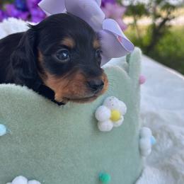 Flora - long hair - Black and tan female Dachshund puppy in Lakeland, Florida from Elite Doxies Florida