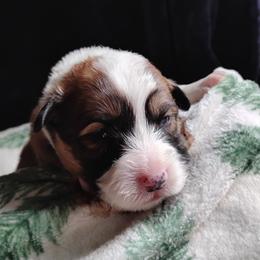 Blue Collar - Sable male Pembroke Welsh Corgi puppy in Yelm, Washington from Tolbolton Creek Corgis