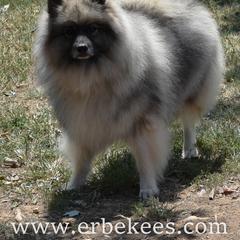 Kavi - Keeshond