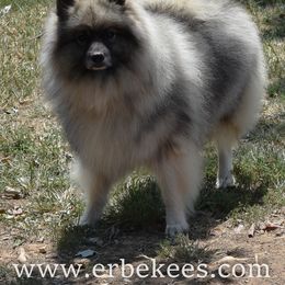 Kavi - Keeshond