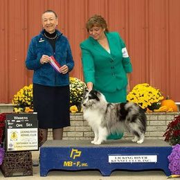 Shetland Sheepdogs from Gypsy Shetland Sheepdogs