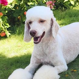 Judy - Poodle
