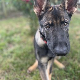 German Shepherd Puppies from Paws Of Germany