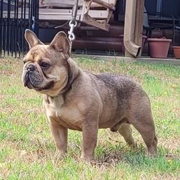 Iroh - French Bulldog