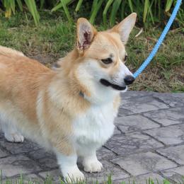 Sundance - Pembroke Welsh Corgi