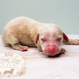 AKC Harvest - Cream male Dachshund puppy in Christiansburg, Virginia from Little Legs Luxury Dachshunds LLC
