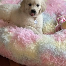 Miss Pink - Light golden female Golden Retriever puppy in Douglas, Massachusetts from Oak Breeze Retrievers
