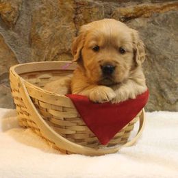 Golden Retriever Puppies from Double Down Retrievers