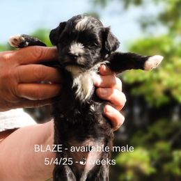 BLAZE - Black Havanese puppy in Salt Lake City, Utah from Steal Your Heart Havanese