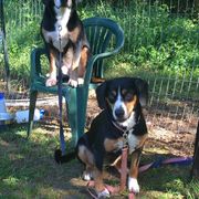 Entlebucher Mountain Dogs from Kim's Entlebucher Mountain Dogs
