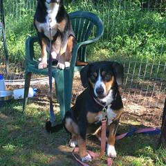 Entlebucher Mountain Dogs from Kim's Entlebucher Mountain Dogs