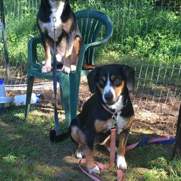 Entlebucher Mountain Dogs from Kim's Entlebucher Mountain Dogs