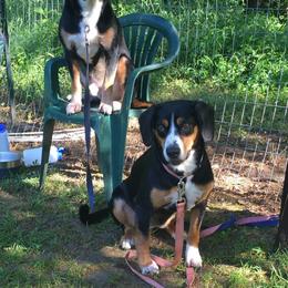 Entlebucher Mountain Dogs from Kim's Entlebucher Mountain Dogs