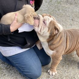 Dachshund Puppies from STORIED DOXIES