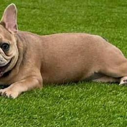 Nikita - French Bulldog
