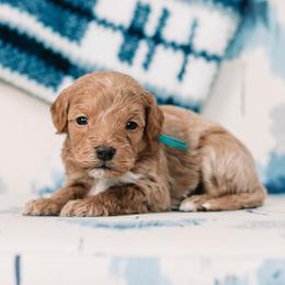 Teddy - Red  male Goldendoodle puppy in Lima, Ohio from Hommel’s Mini Darling Doodles