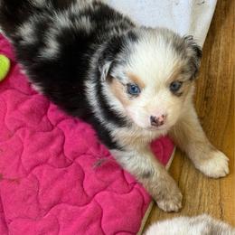 Martini - Blue merle female Miniature Australian Shepherd puppy in Gatesville, Texas from Southern Promise Aussie’s