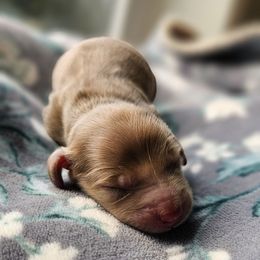 Girl 1 - Dapple Dachshund puppy in Woodland, Washington from SJs Dachshunds