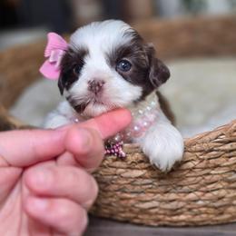 Lottie Mae - Liver and white female Shih Tzu puppy in Hartville, Missouri from Petty Paws