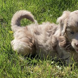 Aussiedoodles and Toy Australian Shepherds from Whiskey River Aussies & Doodles