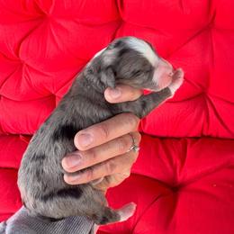 Abel - Blue merle male Aussiedoodle puppy in Orland, California from Shockley’s Elite Doodles