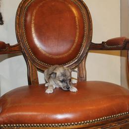 Rocco - Merle male Chihuahua puppy in Willamina, Oregon from Cherished Chihuahuas