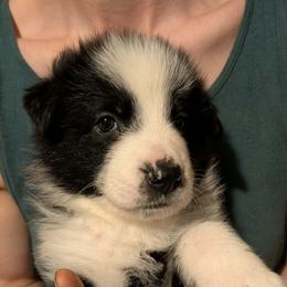 Sir Duncan - Panda male German Shepherd puppy in Garrett, Indiana from Devil-Dog Shepherds