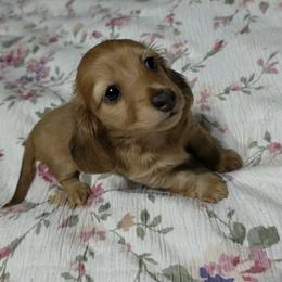 Flower - Cream female Dachshund puppy in Broken Arrow, Oklahoma from Native Dachshunds