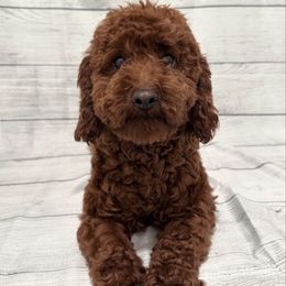Kaya - Poodle