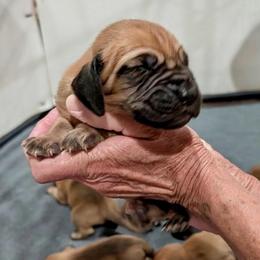 Male 6 - Red male Bloodhound puppy in Paoli, Indiana from Houndsarunning Bloodhounds